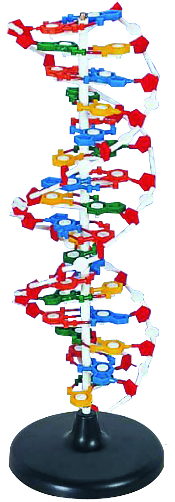 หุ่นจำลองโครงสร้างดีเอ็นเอ (DNA)